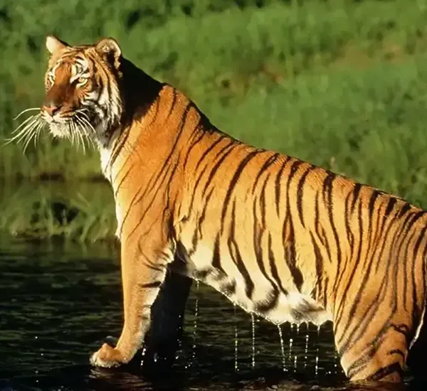 Bardia Tiger