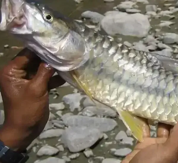 Fishing