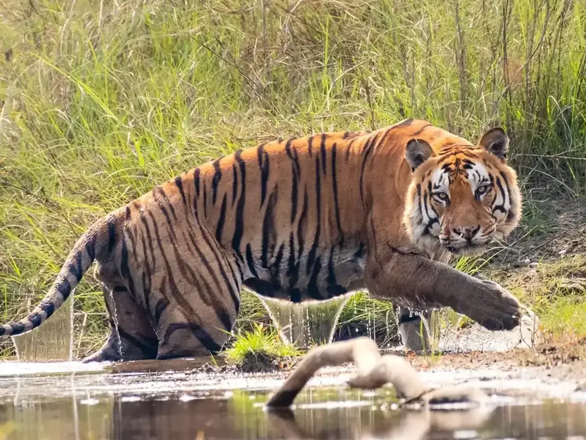 Bardiya Tour