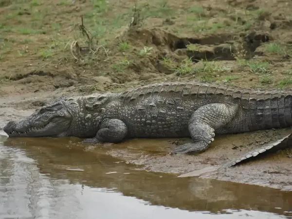 Chitwan6