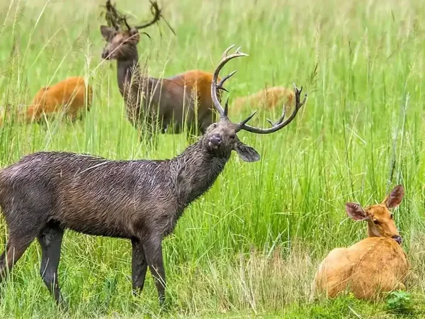 Deers 1 