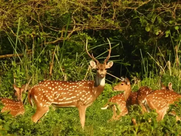 Deers