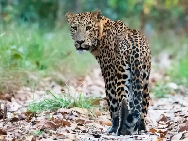 Leopard