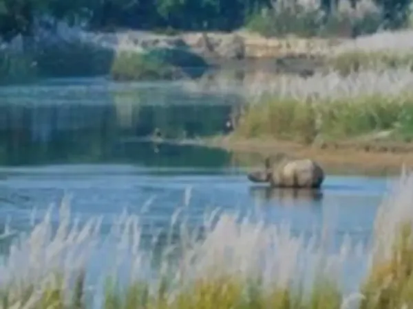 Rhino